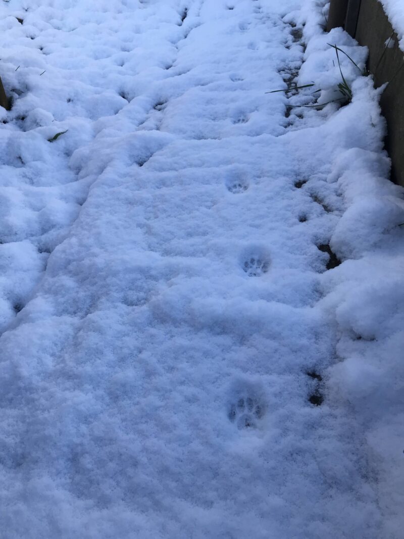 雪の中の足跡１