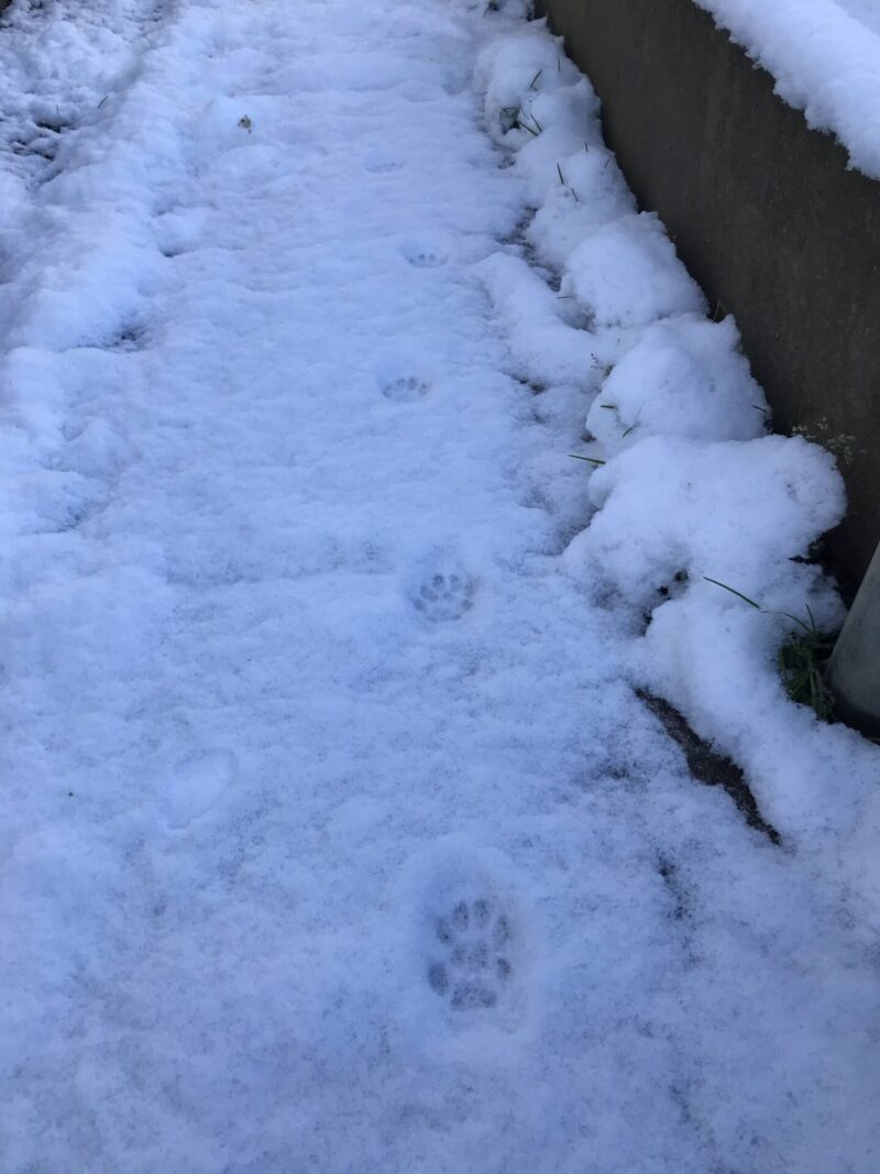 雪の中の足跡２