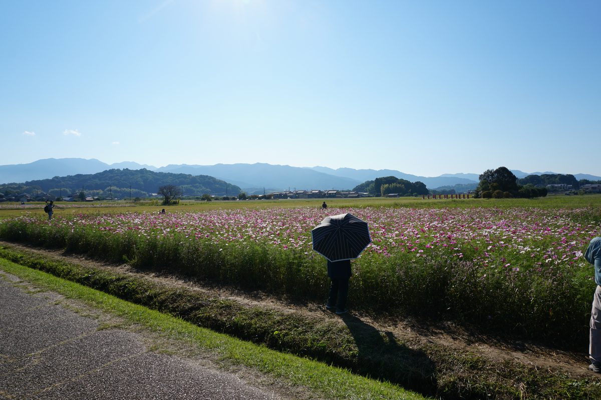 藤原宮跡のコスモス畑と山並み