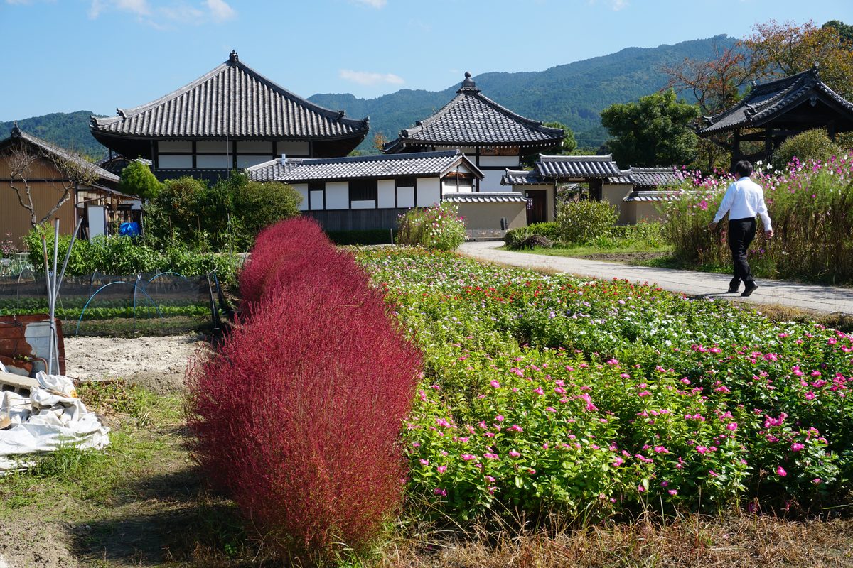 飛鳥寺周辺の赤いコキア