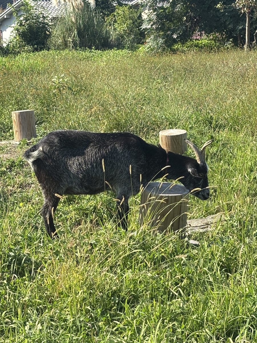 飛鳥宮跡周辺で草を食むヤギ