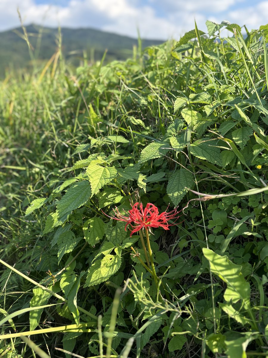 道ばたに咲く彼岸花