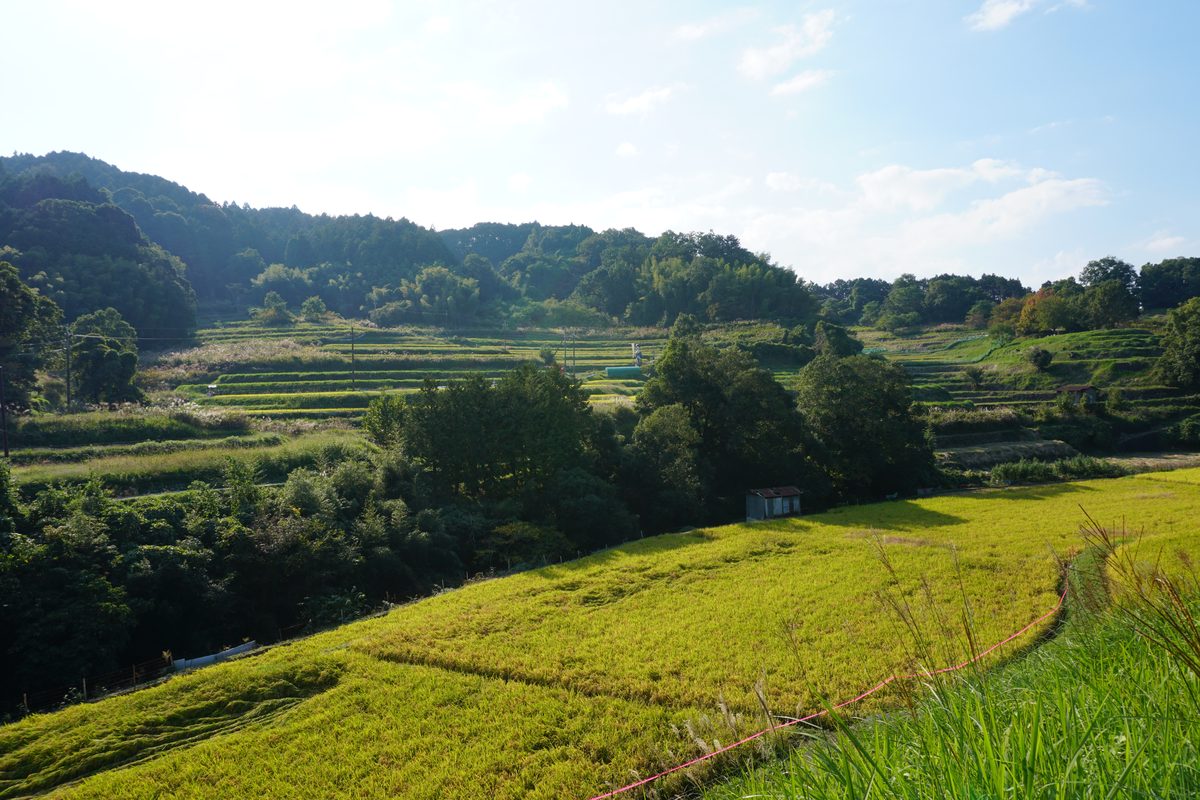 稲渕の棚田の全景